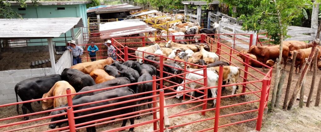 Avanza Crédito a la Palabra Ganadero; iniciarán verificaciones para beneficiar a productores tabasqueños