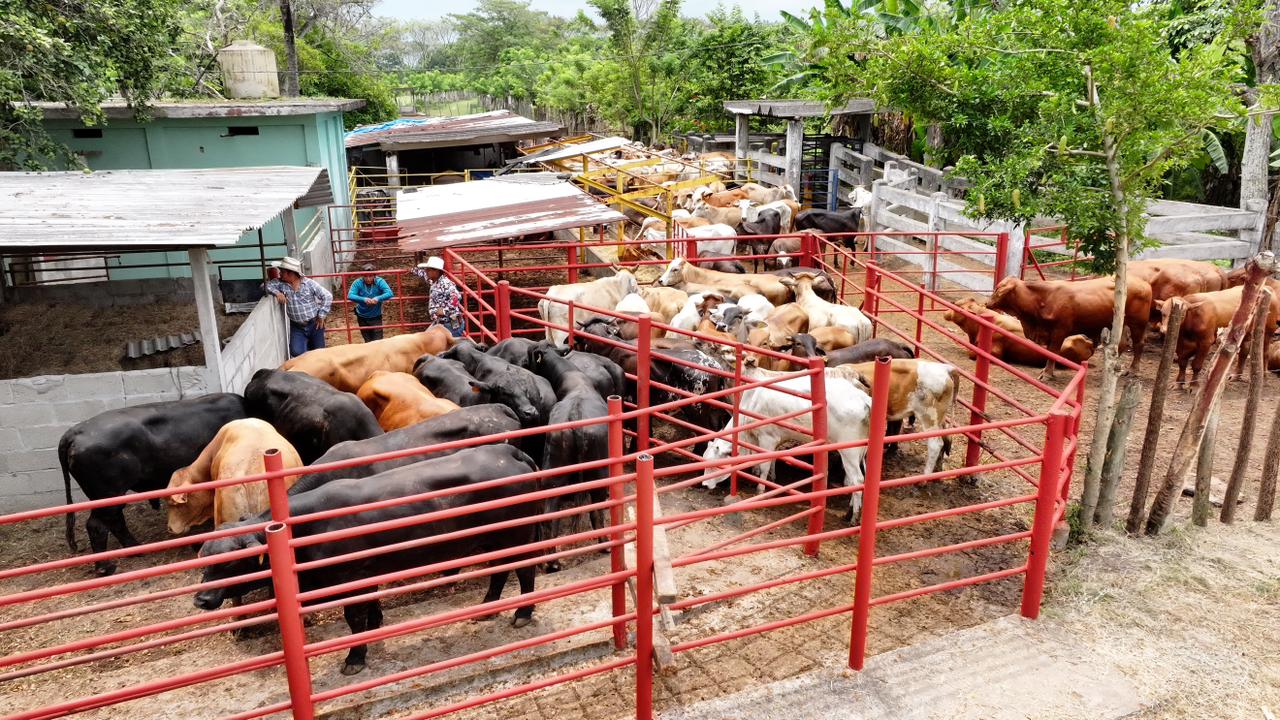 Avanza Crédito a la Palabra Ganadero; iniciarán verificaciones para beneficiar a productores tabasqueños