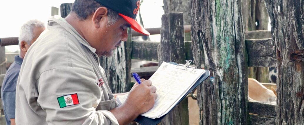 Avanza Programa de Barrido Sanitario para fortalecer la salud del ganado en Tabasco