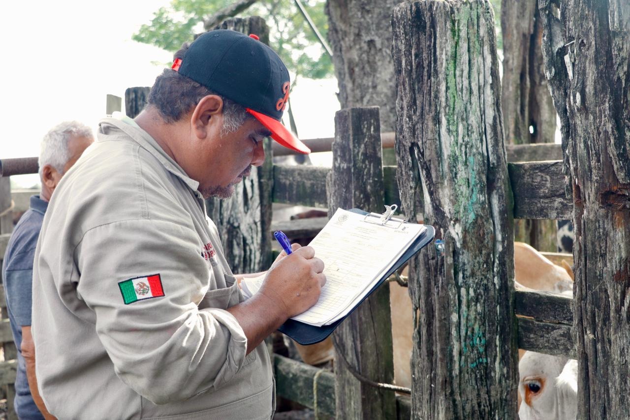 Avanza Programa de Barrido Sanitario para fortalecer la salud del ganado en Tabasco