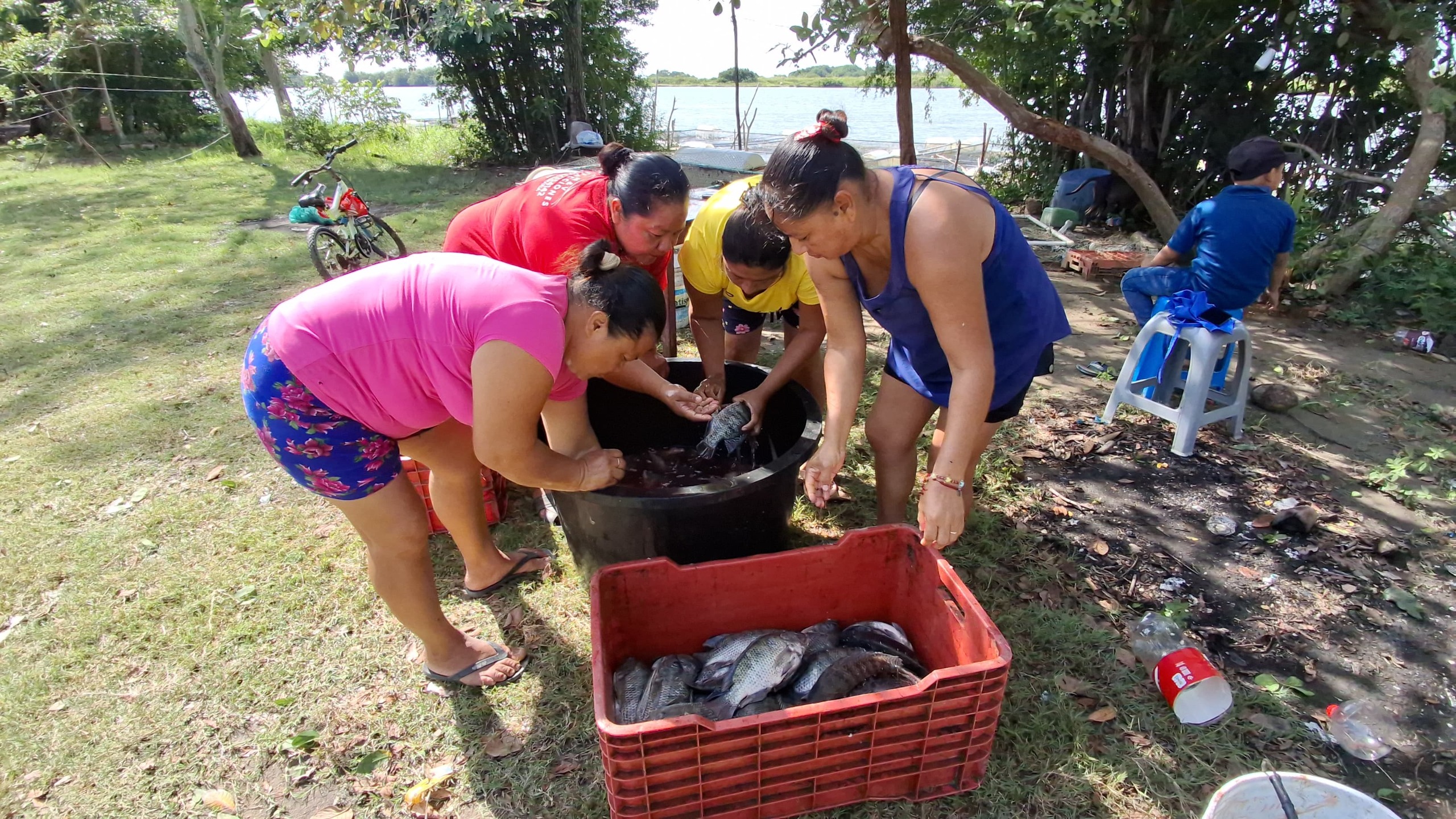 Programa Pescando Vida logra cosecha de una tonelada de tilapia en Centla y fortalece economía de familias pesqueras
