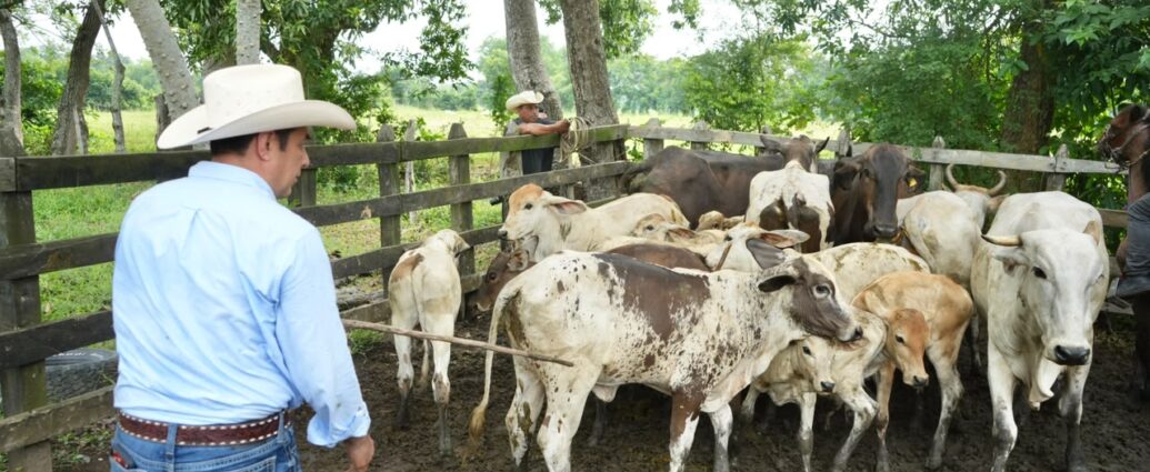 Barrido Sanitario avanza en Tabasco y promete beneficios económicos para ganaderos