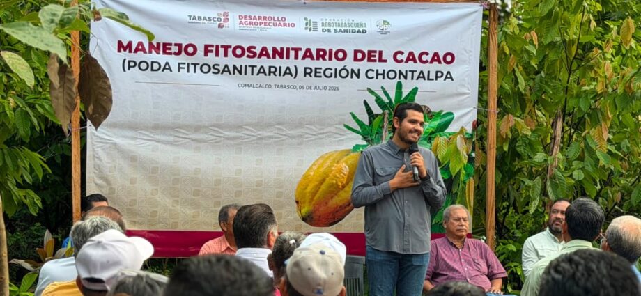 Gobierno de Tabasco impulsa sanidad del cacao con programa que atenderá 345 hectáreas en Comalcalco