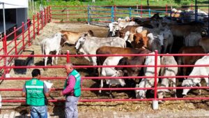 Mujeres ganaderas de Tabasco reciben impulso histórico; Crédito Ganadero a la Palabra fortalece el campo y reconoce su legado