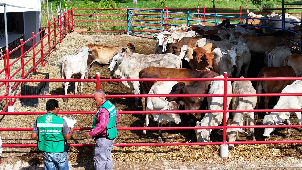 Mujeres ganaderas de Tabasco reciben impulso histórico; Crédito Ganadero a la Palabra fortalece el campo y reconoce su legado