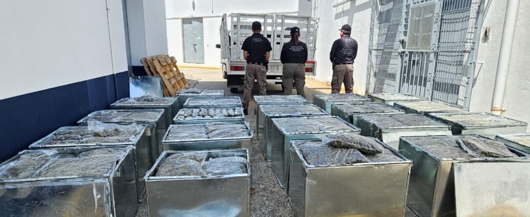 FIRT Olmeca asegura cerca de 600 kilos de marihuana ocultos en falsos aires acondicionados; hay un detenido en Huimanguillo