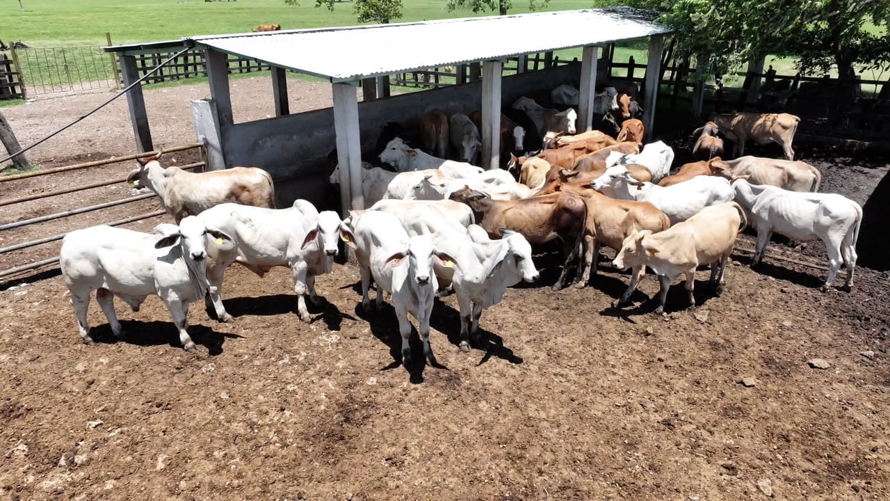 Crédito Ganadero a la Palabra devuelve esperanza a pequeños productores de Tabasco