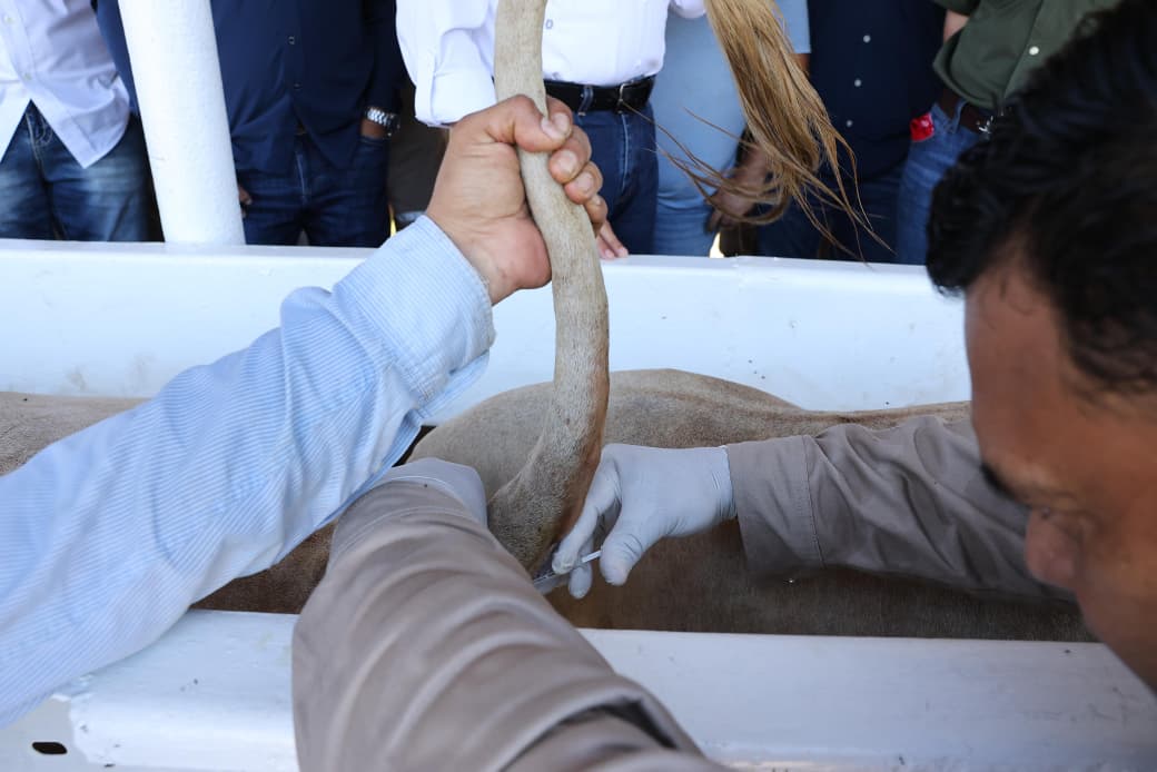 Javier May pone en marcha el Barrido Sanitario en Paraíso para fortalecer la sanidad ganadera en Tabasco