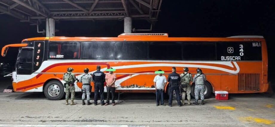 Rescatan 37 ejemplares de fauna protegida en operativo entre Tabasco y Veracruz; detienen a dos personas