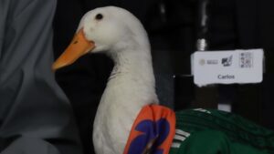 Proponen en Congreso de la Ciudad de México la “Ley Merlín” para proteger a mascotas que generan ingresos por su imagen