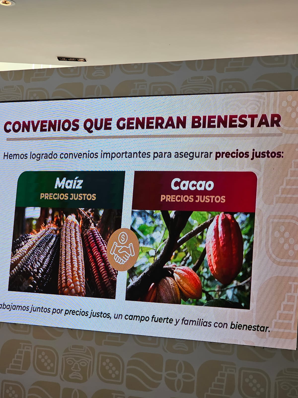 Tabasco tendrá su primera cosecha de cacao con precio de garantía; prevén acopiar 10 mil toneladas