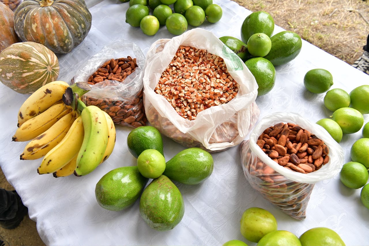 Sembrando Vida Tabasco busca que cada parcela genere más de 200 mil pesos al año:…