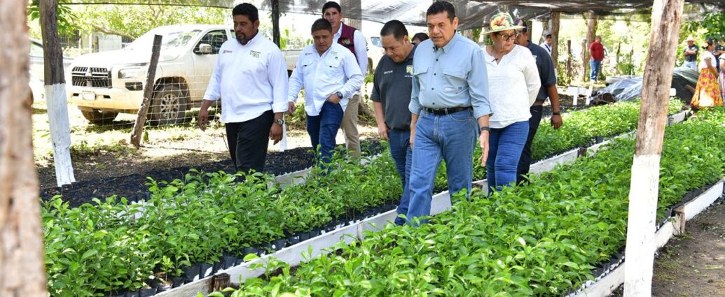 Sembrando Vida genera derrama anual de 840 mdp en Balancán y transforma al campo: Javier May