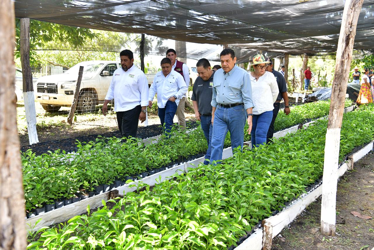Sembrando Vida genera derrama anual de 840 mdp en Balancán y transforma al campo: Javier May