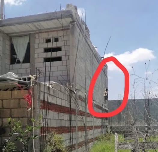 FGE de Tabasco investiga presunto caso de crueldad animal en Teapa; abre carpeta de investigación