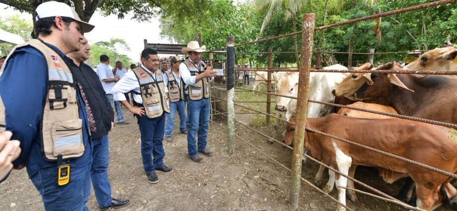 Exitoso programa Crédito Ganadero a la Palabra en Macuspana; cerrará 2026 con más de tres mil crías…