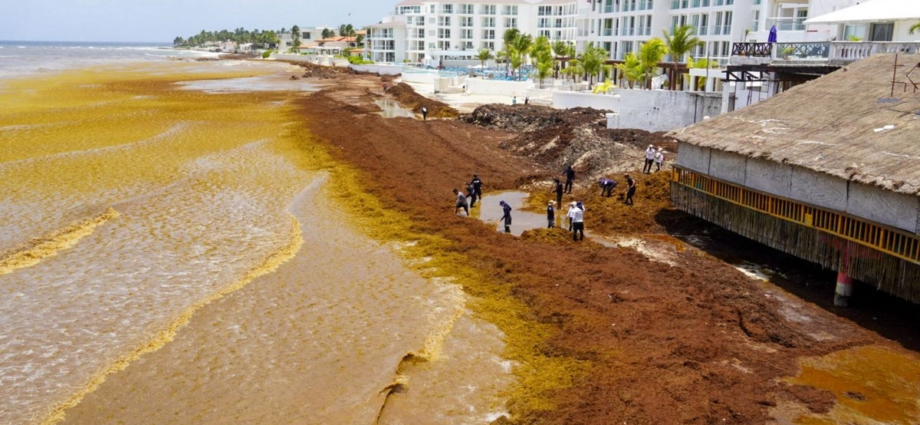 Gobierno federal y hoteleros definirán nuevas acciones contra el sargazo en Quintana Roo