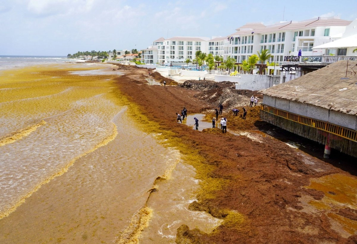 Gobierno federal y hoteleros definirán nuevas acciones contra el sargazo en Quintana Roo
