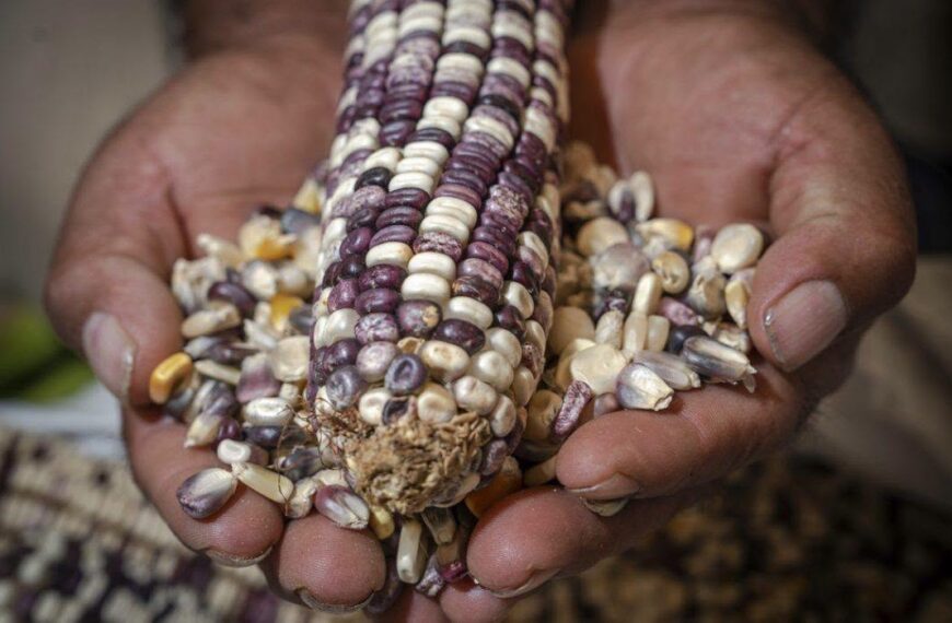 Producción para el Bienestar beneficia a 1.1 millones de productores indígenas y afromexicanos