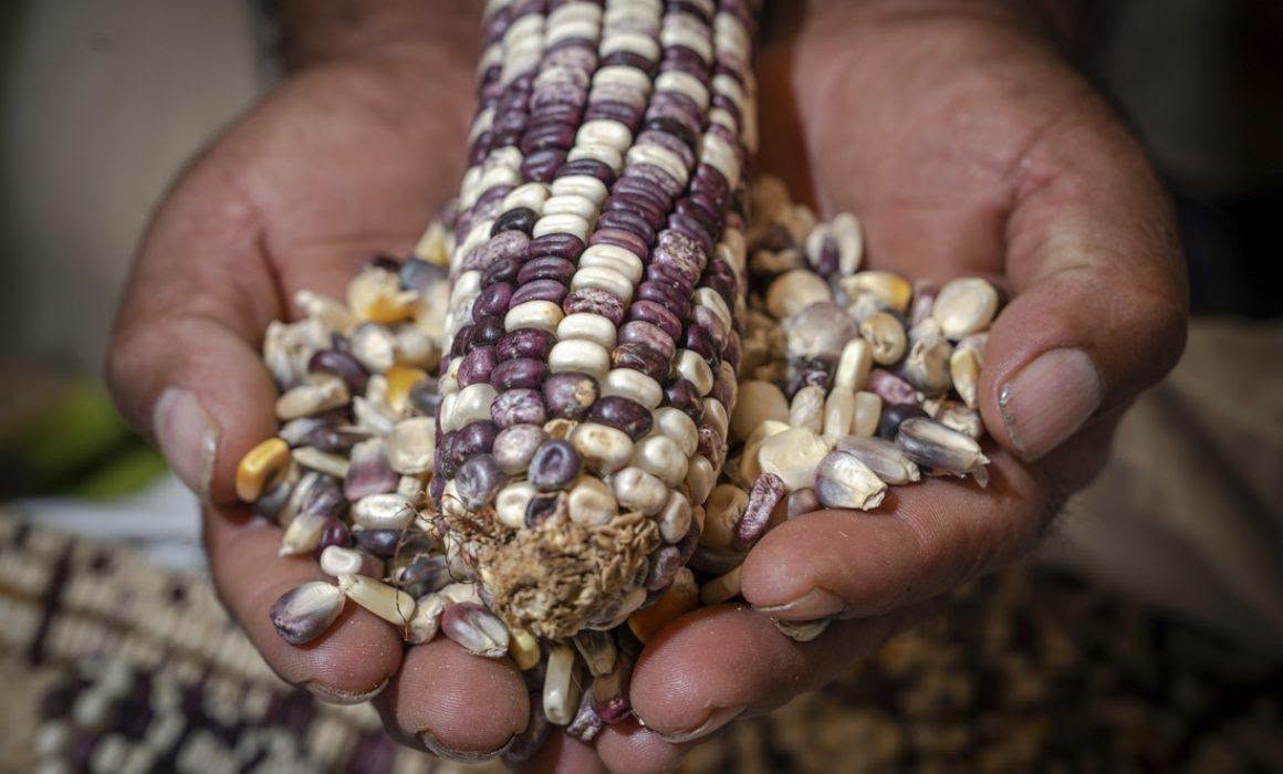 Producción para el Bienestar beneficia a 1.1 millones de productores indígenas y afromexicanos