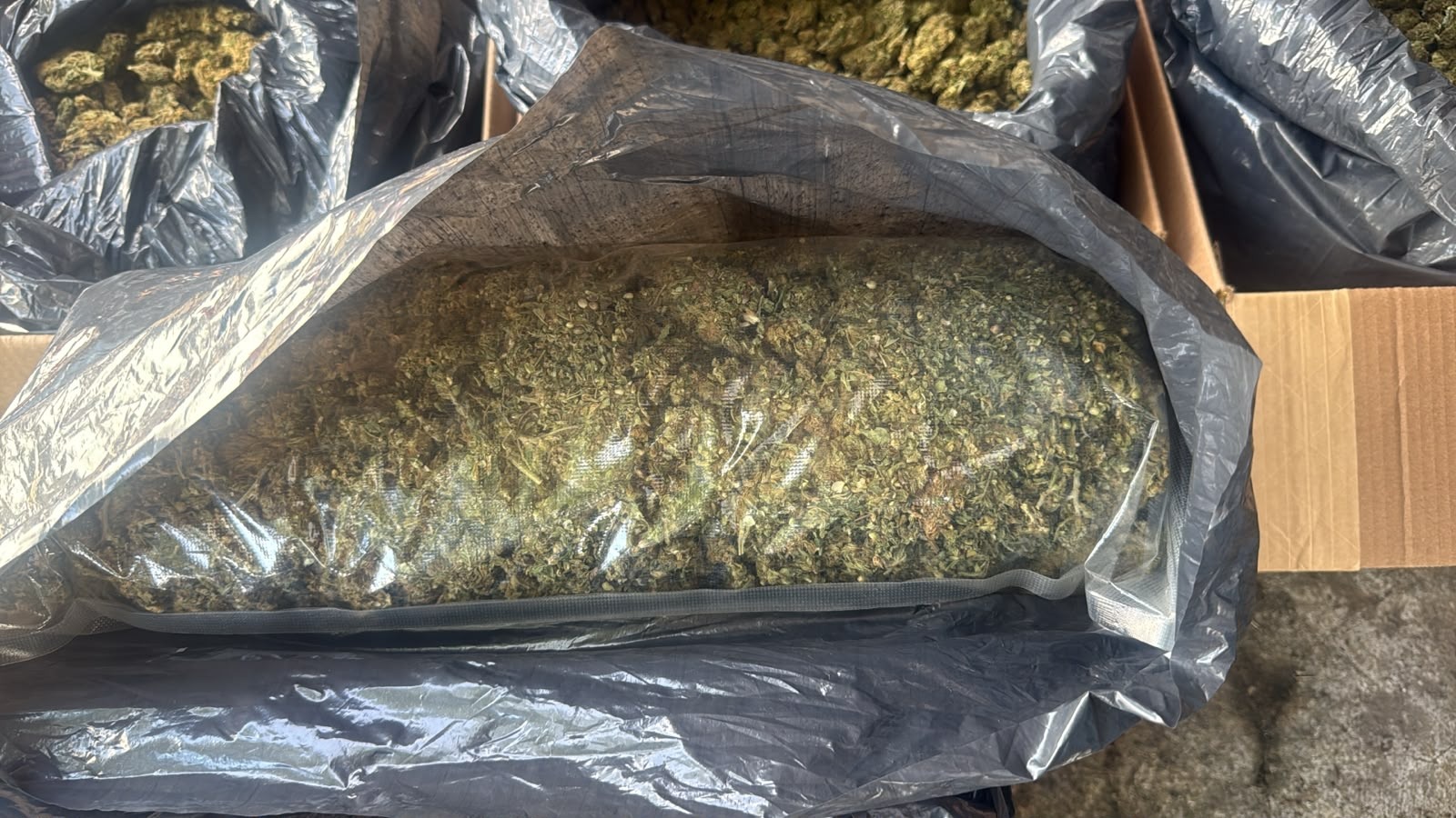 FGR procesa dos casos en Tabasco: aseguran 300 kilos de marihuana y condenan a tres años de prisión a hombre armado