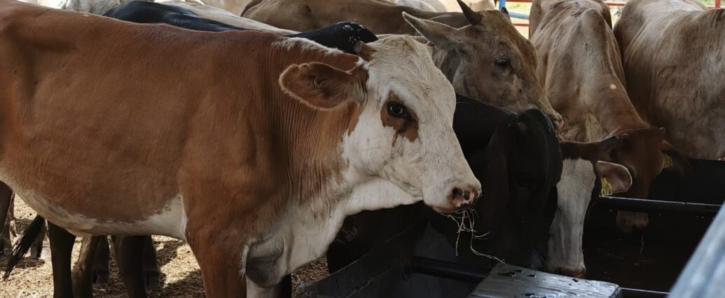 Crédito Ganadero impulsa a familias del campo y fortalece el patrimonio rural en Nacajuca
