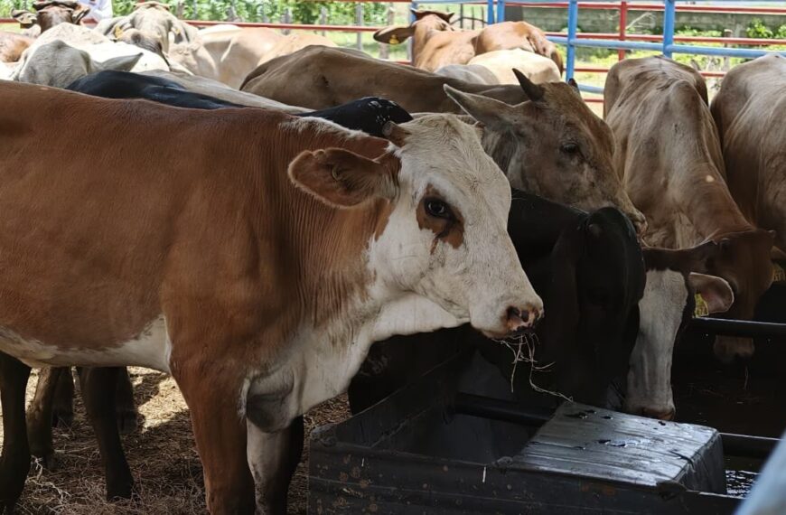Crédito Ganadero impulsa a familias del campo y fortalece el patrimonio rural en Nacajuca