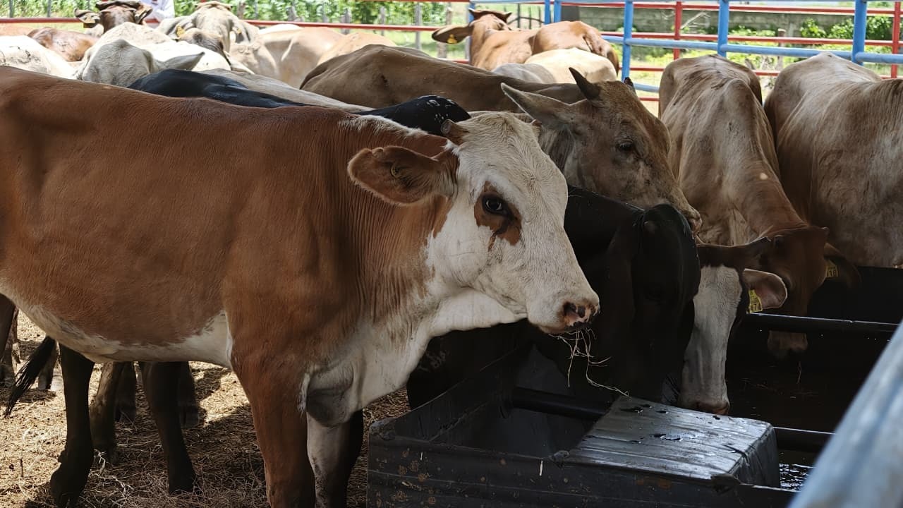 Crédito Ganadero impulsa a familias del campo y fortalece el patrimonio rural en Nacajuca