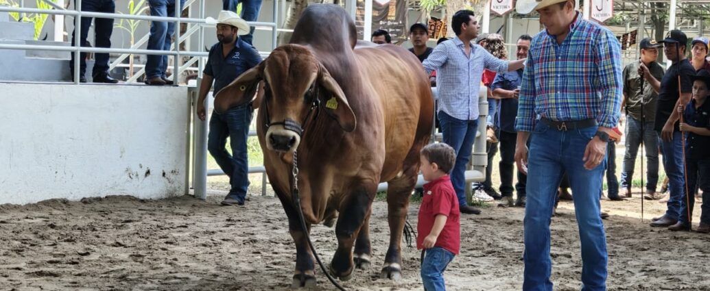 Concluye con éxito la Muestra Mexicana del Cebú en Tabasco
