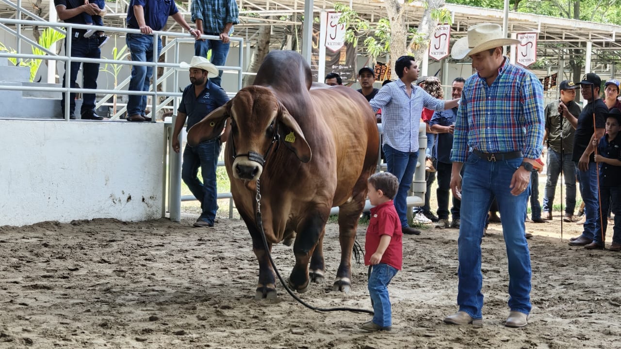 Concluye con éxito la Muestra Mexicana del Cebú en Tabasco