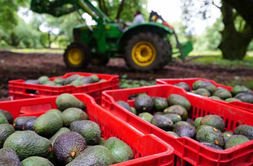 Estados Unidos suspende temporalmente exportaciones de aguacate de Michoacán por alerta de seguridad
