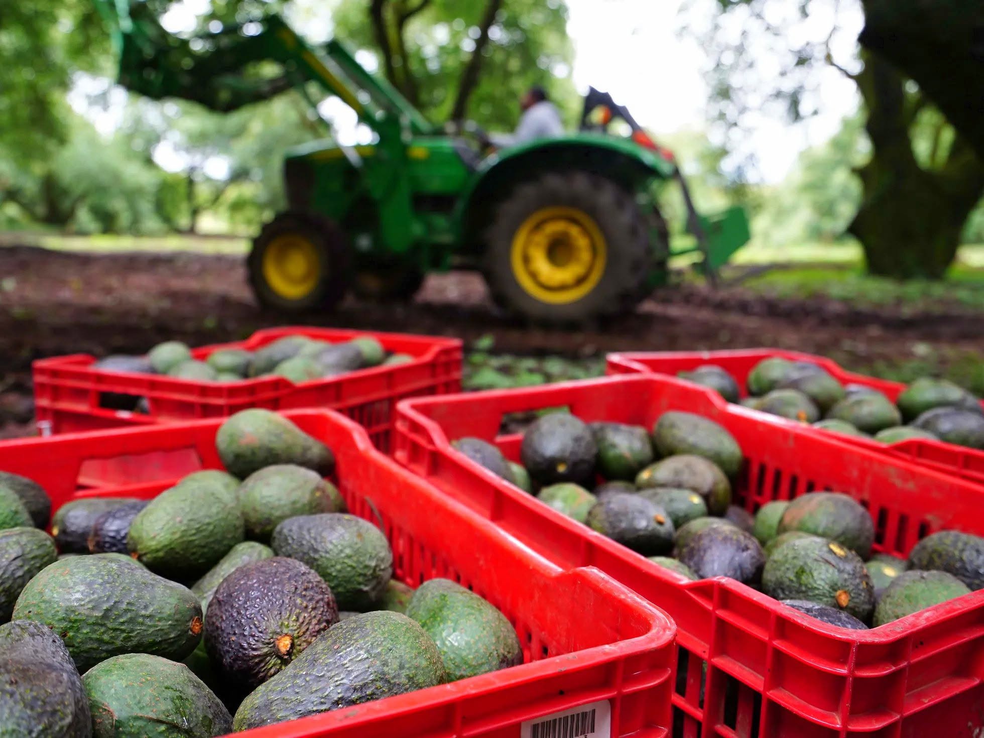 Estados Unidos suspende temporalmente exportaciones de aguacate de Michoacán por alerta de seguridad