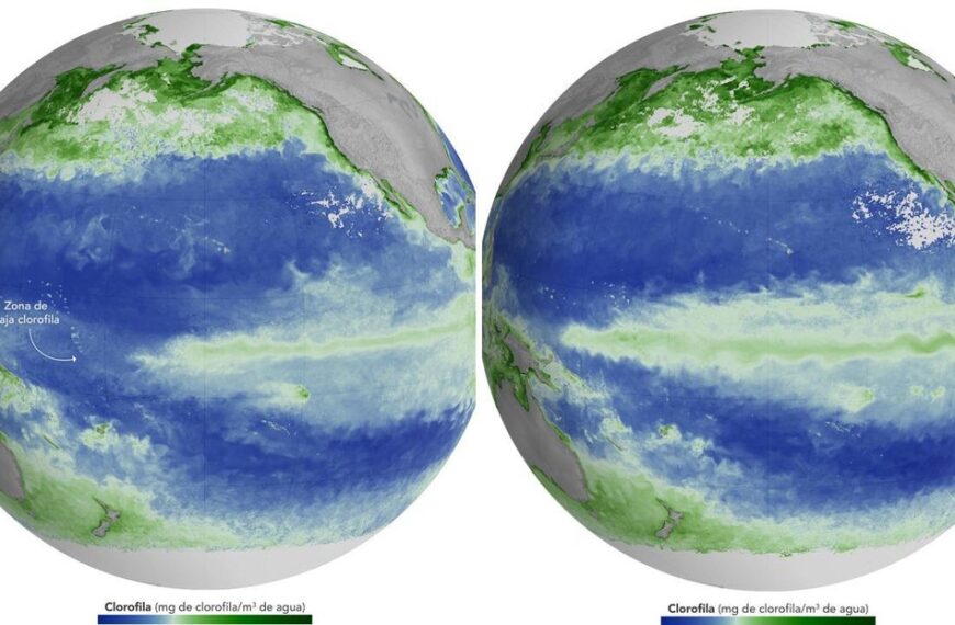 El Niño ya altera la vida marina del Pacífico, advierte la NASA