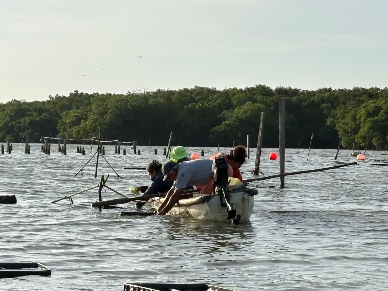 Pescando Vida fortalece producción de ostión y economía de comunidades de Paraíso
