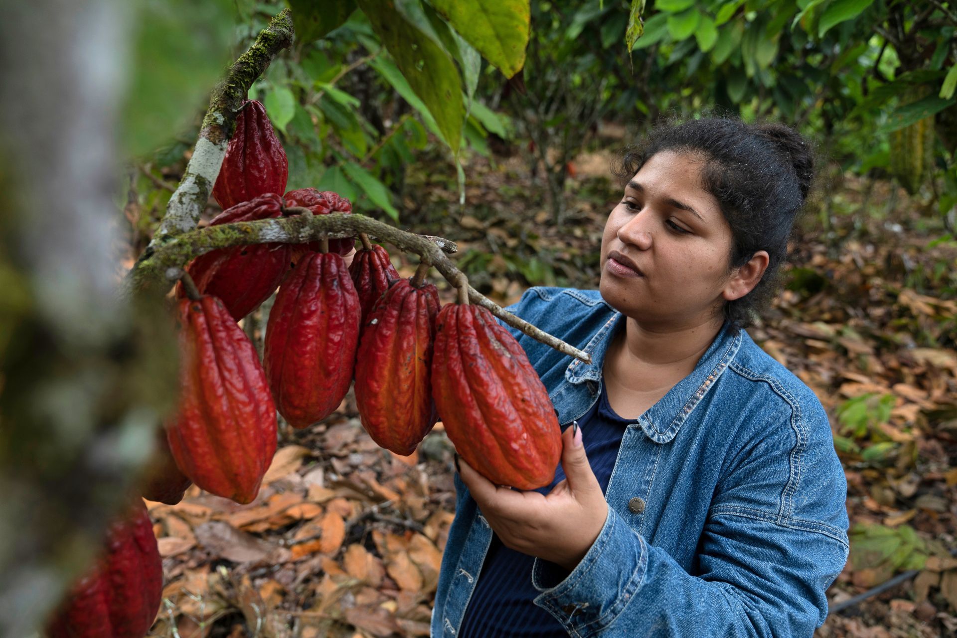Más de 11 mil pequeñas y pequeños cacaoteros son beneficiados en Tabasco…