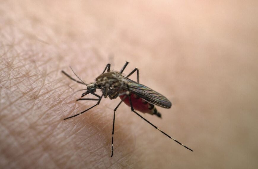 Tabasco escala al segundo lugar nacional en casos de dengue