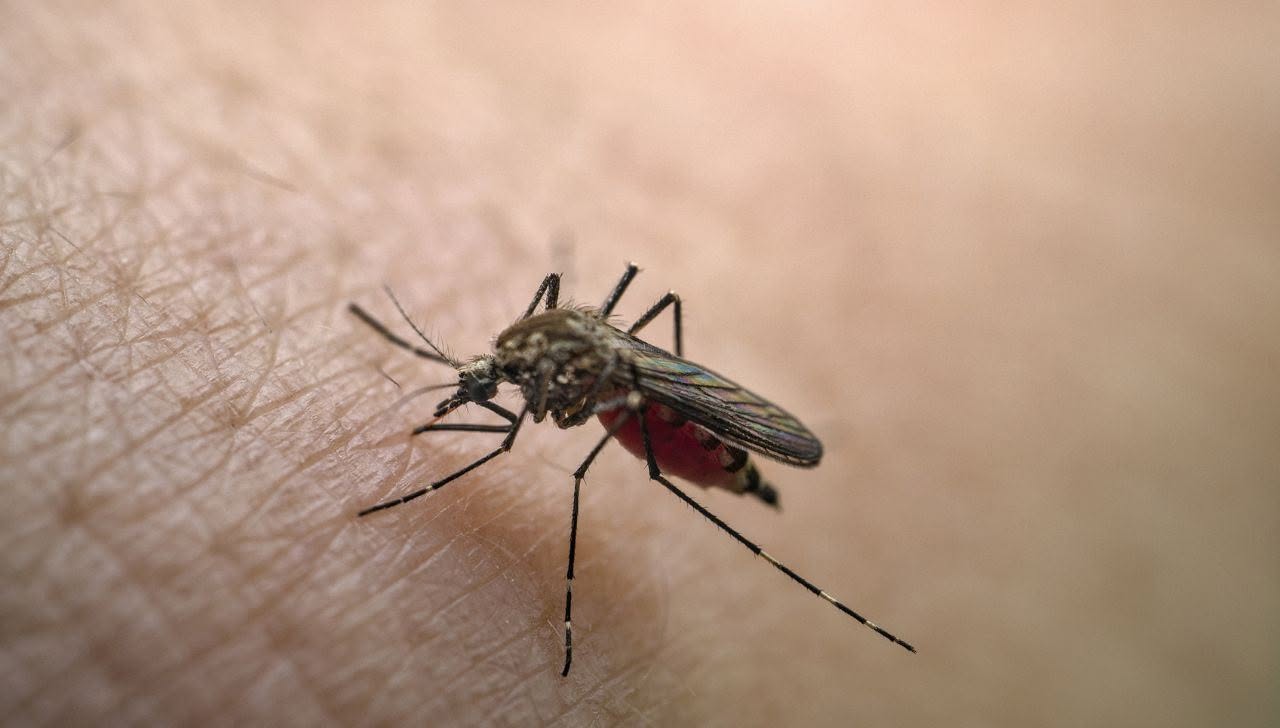 Tabasco escala al segundo lugar nacional en casos de dengue