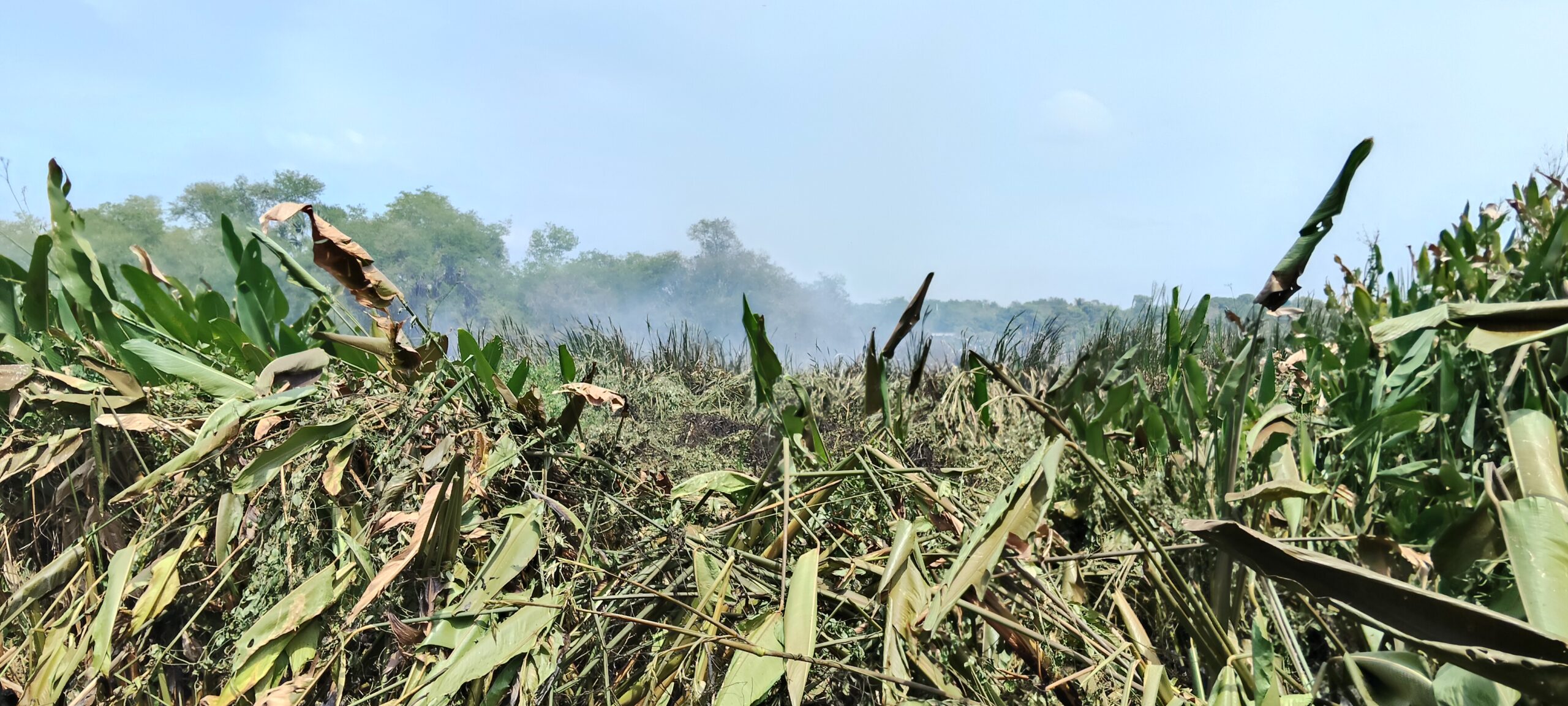 Dos incendios forestales afectan 382 hectáreas en Tabasco