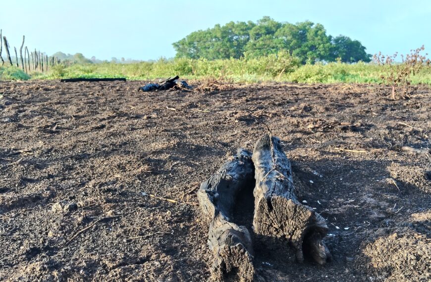 Incendio forestal deja pérdidas a ejidatarios de El Maluco; piden apoyo para recuperar parcelas