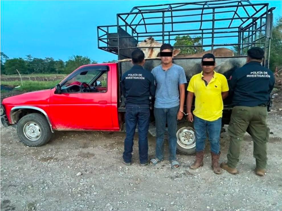 Detienen a dos hombres con dos reses sin documentación en Nacajuca