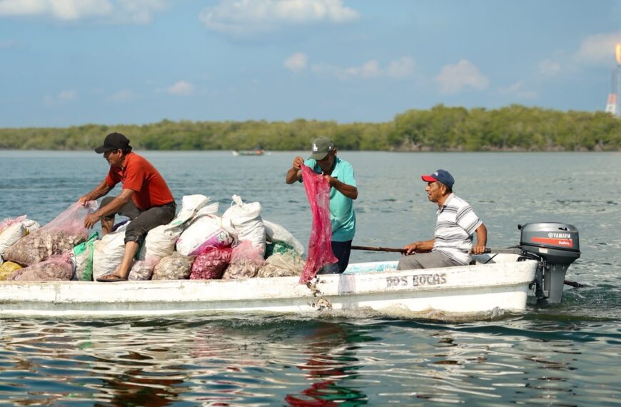 Impulsan repoblación ostrícola en la Laguna de Mecoacán con 435 toneladas de concha