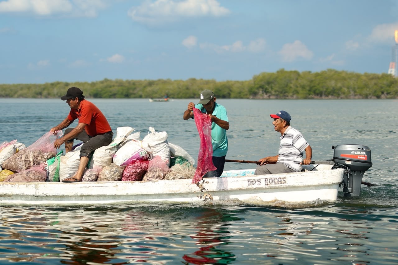 Impulsan repoblación ostrícola en la Laguna de Mecoacán con 435 toneladas de concha
