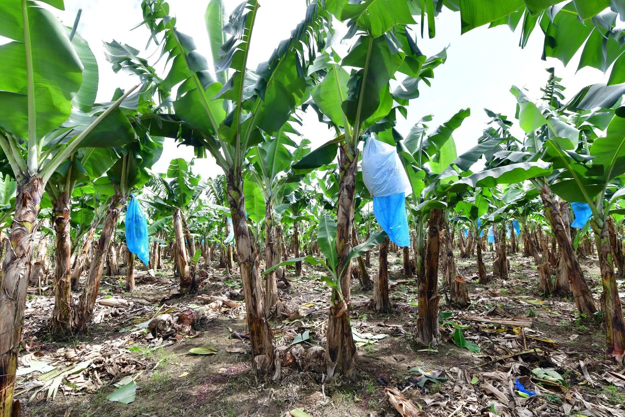 Sequía e importación ilegal desploman precio del plátano en Teapa
