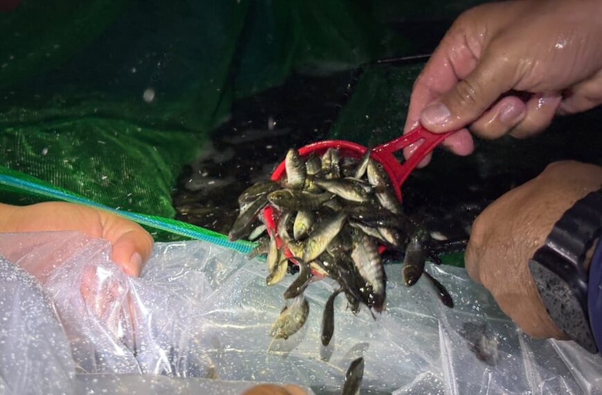Impulsan acuacultura en Centro con entrega de 96 mil alevines de tilapia