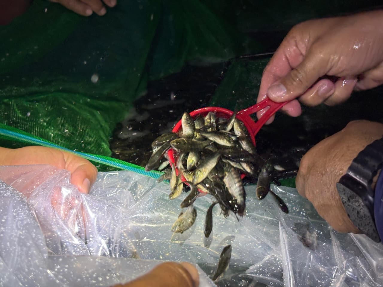Impulsan acuacultura en Centro con entrega de 96 mil alevines de tilapia