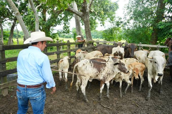 Iniciará SEDAP barrido sanitario contra tuberculosis bovina en Cárdenas