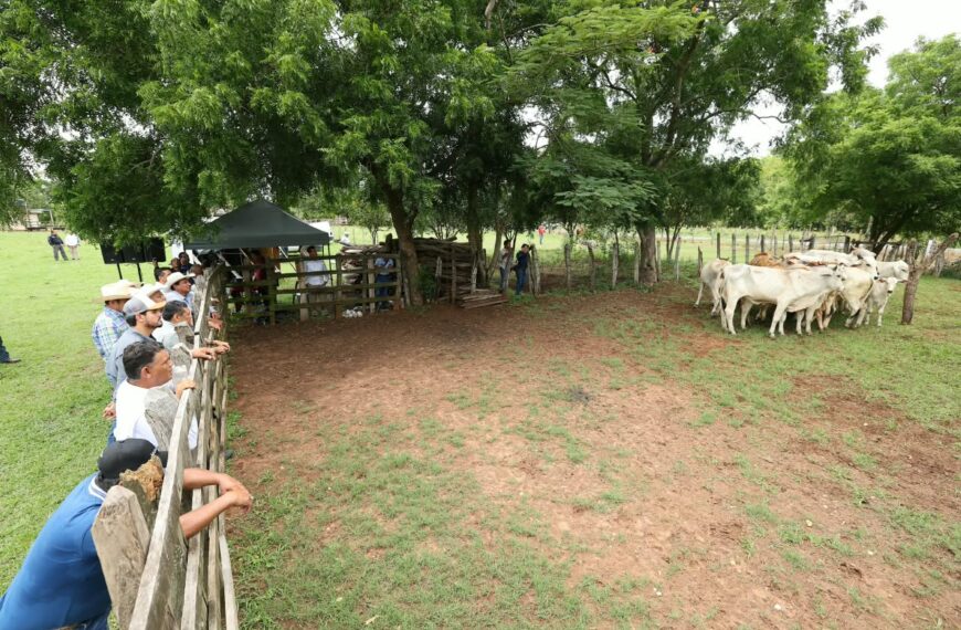 Crédito Ganadero impulsa el repoblamiento de hatos y fortalece a productores de Tabasco