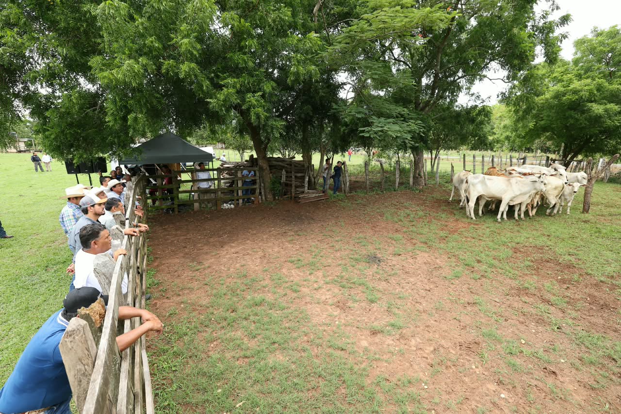 Crédito Ganadero impulsa el repoblamiento de hatos y fortalece a productores de Tabasco