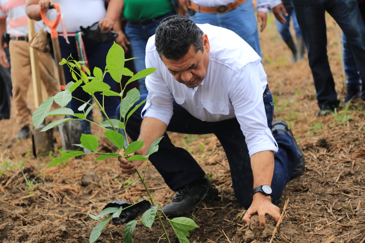 Arranca Jornada de Reforestación 2026: Tabasco busca recuperar bosques con 2.5 millones de nuevos árboles…