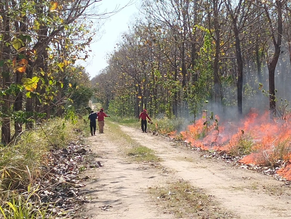 Incendio arrasa 600 hectáreas de plantación de teca en rancho de Balancán